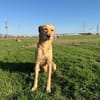 Donna sucht ein Zuhause / Pflegestelle