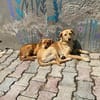 Donna sucht ein Zuhause / Pflegestelle