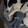 Klara - sucht Dich für ihre Abenteuer