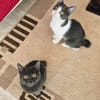 Cleo und Mia  zwei kleine Schnurrwunder