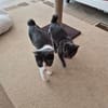 Cleo und Mia  zwei kleine Schnurrwunder