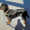 Die liebe Trudi sucht ihr Körbchen