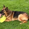Xsara sucht ein liebevolles Zuhause