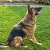 Xsara sucht ein liebevolles Zuhause