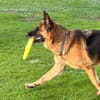 Xsara sucht ein liebevolles Zuhause