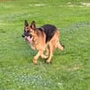 Xsara sucht ein liebevolles Zuhause