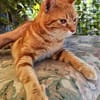 anhänglicher Kater Guille