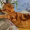 anhänglicher Kater Guille
