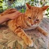 anhänglicher Kater Guille