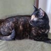 Schmusemaus Eileen sucht als Einzelkatze