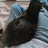 Schmusemaus Eileen sucht als Einzelkatze