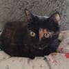 Schmusemaus Eileen sucht als Einzelkatze