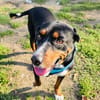 Familienhund Keno sehr kinderlieb