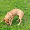 ☀Sunny  kleines Hundemädchen sucht ihr großes Glück☀