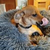 ☀Sunny  kleines Hundemädchen sucht ihr großes Glück☀