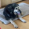 Suela sucht ein ruhiges Zuhause als Einzelhund