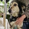 Suela sucht ein ruhiges Zuhause als Einzelhund