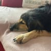 Suela sucht ein ruhiges Zuhause als Einzelhund