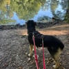 Suela sucht ein ruhiges Zuhause als Einzelhund