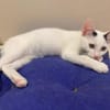 Eddie sucht sein Glück auf seiner Pflegestelle