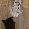 Nala sucht ihr Zuhause