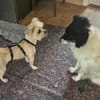 Nala sucht ihr Zuhause