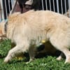 Lomo - liebenswert u. zutraulich