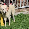 Lomo - liebenswert u. zutraulich