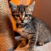 BIG MAC  DER KLEINE WUNDER-BABY-KATER