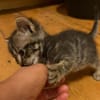 BIG MAC  DER KLEINE WUNDER-BABY-KATER