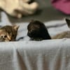 BIG MAC  DER KLEINE WUNDER-BABY-KATER