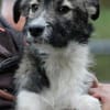 Ava - sensibel u. verspielt