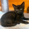 KRÜMEL  DIE SÜSSE-BABY-KATZE SUCHT ZUHAUSE