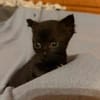 KRÜMEL  DIE SÜSSE-BABY-KATZE SUCHT ZUHAUSE