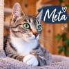 ***Schmusekatze META!***