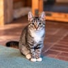 ***Schmusekatze META!***