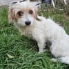 MIA ... fast noch Welpe und auf der Suche