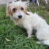 MIA ... fast noch Welpe und auf der Suche