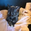 SPEEDY  DIE ZAUBERHAFTE WUNDER-BABY-KATZE