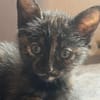 SPEEDY  DIE ZAUBERHAFTE WUNDER-BABY-KATZE