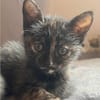 SPEEDY  DIE ZAUBERHAFTE WUNDER-BABY-KATZE