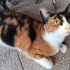 liebe Katze Luz