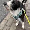 Jimmy auf PS in 21763 Neuenkirchen sucht Körbchen