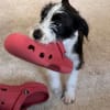 Jimmy auf PS in 21763 Neuenkirchen sucht Körbchen