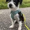 Jimmy auf PS in 21763 Neuenkirchen sucht Körbchen