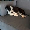 Jimmy auf PS in 21763 Neuenkirchen sucht Körbchen