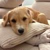 Milo - der kleine Charmeur und Sozialmeister