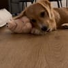 Milo - der kleine Charmeur und Sozialmeister
