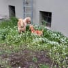 Milo - der kleine Charmeur und Sozialmeister