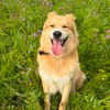 Familienhund Ricky bei Bielefeld.